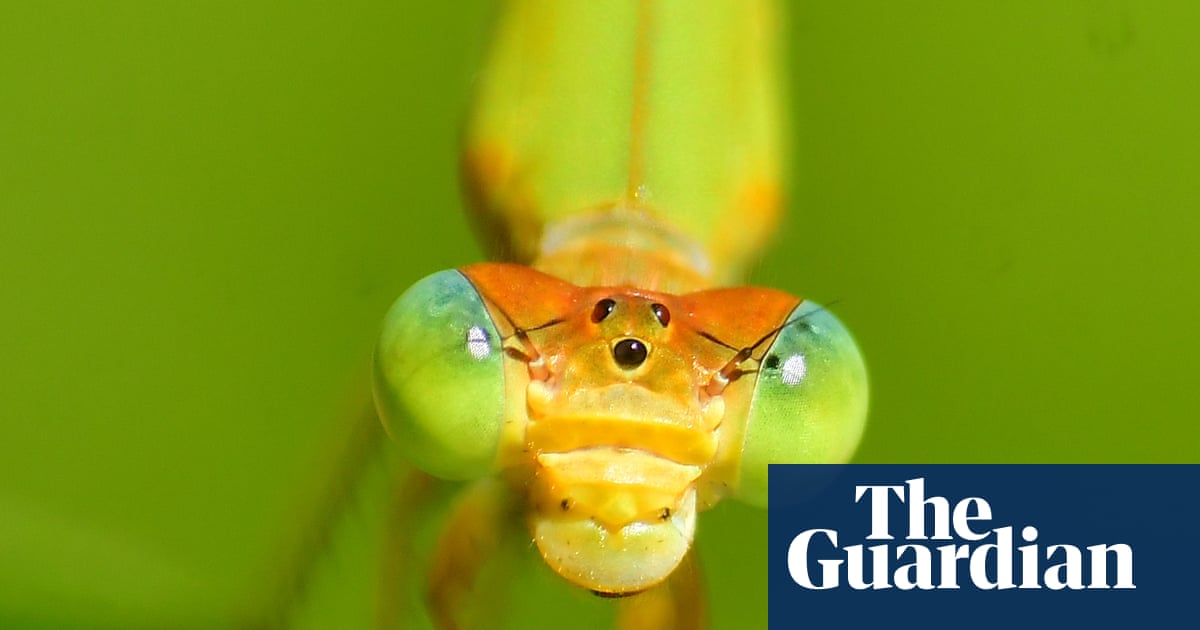 Week in wildlife: a flying rodent, a duty-free possum and an emerald viper – The Guardian