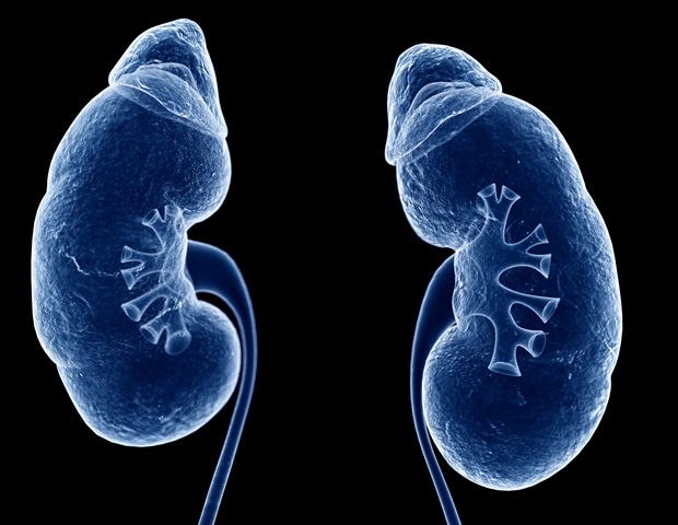 Combination therapy can reduce harmful effects of senescent cells in diabetic kidney disease