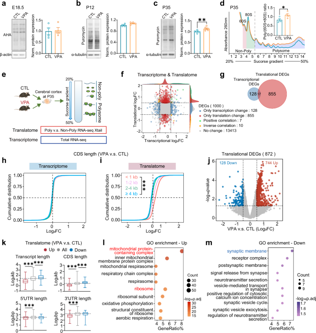 Correction of eIF4E overactivation rescues translatome imbalance and core ASD-like behaviors in valproic acid-induced offspring mice