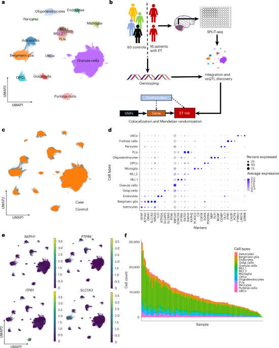 Single-cell expression QTL analyses of the human cerebellum reveal vulnerability of oligodendrocytes in essential tremor