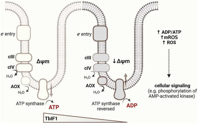 Reversal of ATP synthase is a key attribute accompanying cellular differentiation of Trypanosoma brucei insect forms