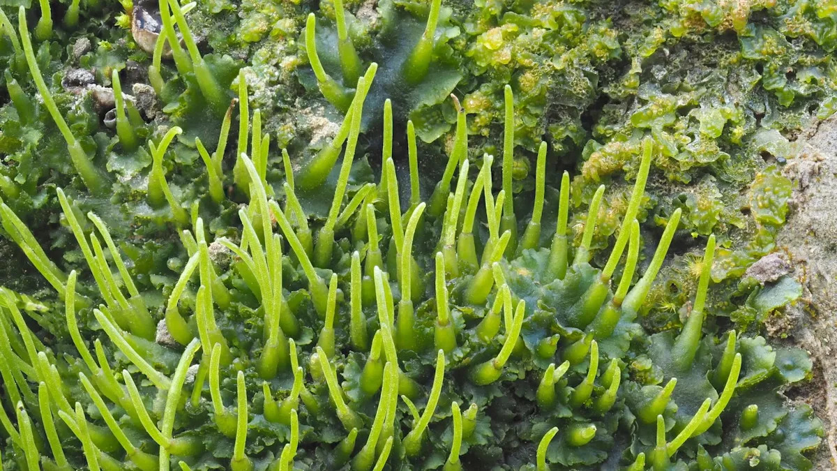 ‘Nature has already tested solutions we can learn from’