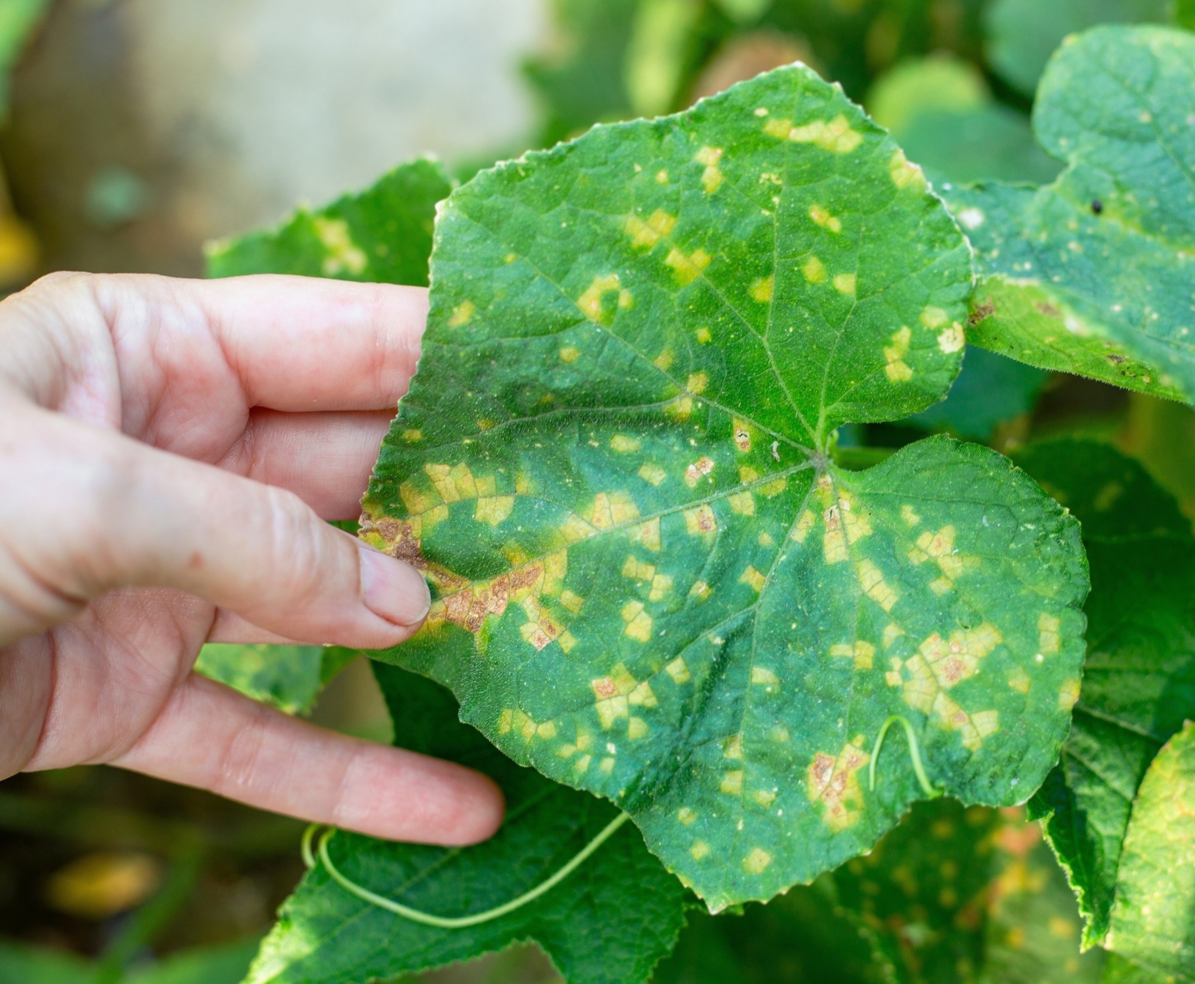 Plant viruses infecting crops may date back to the Ice Age