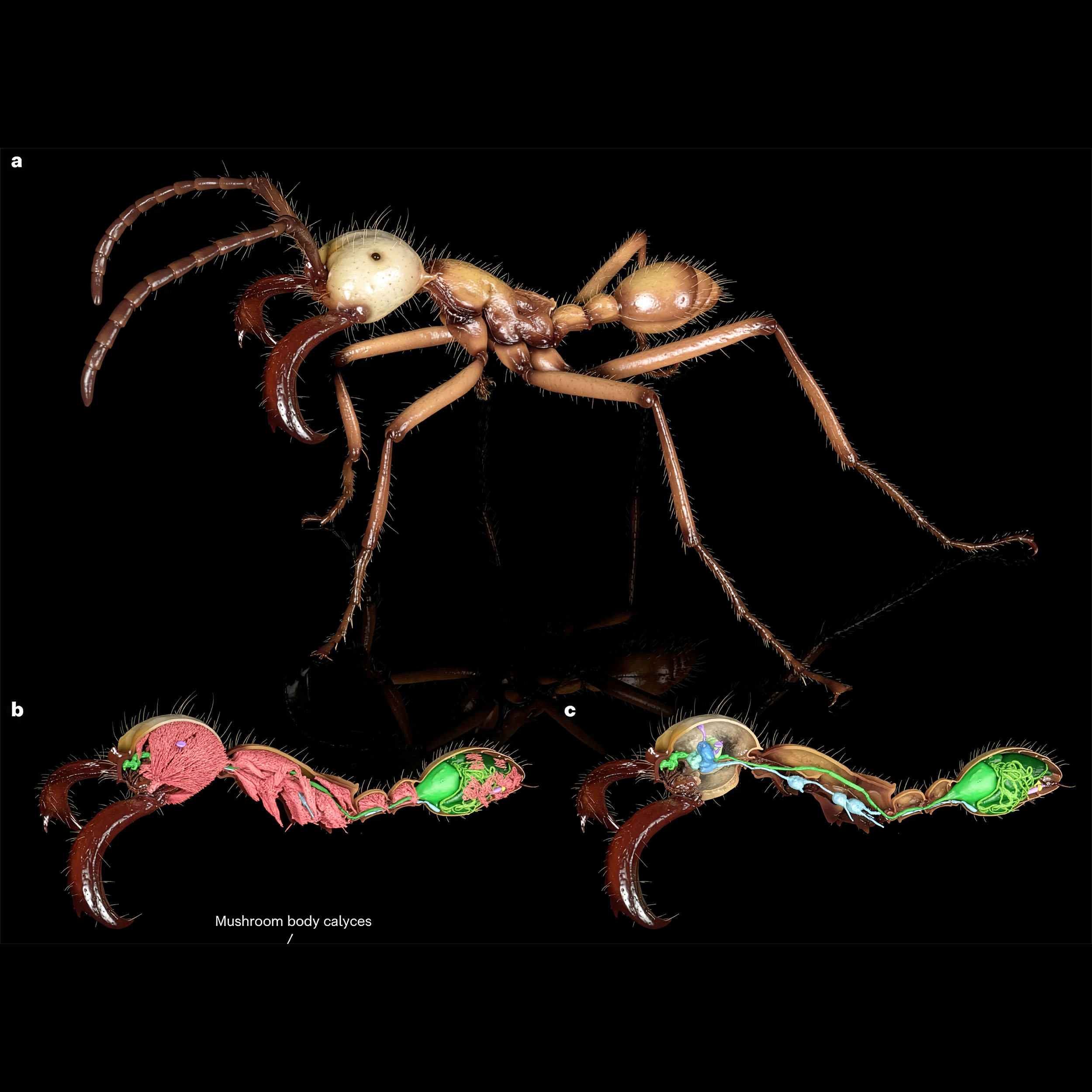 Scientists create enormous 3D atlas of ants and their anatomy