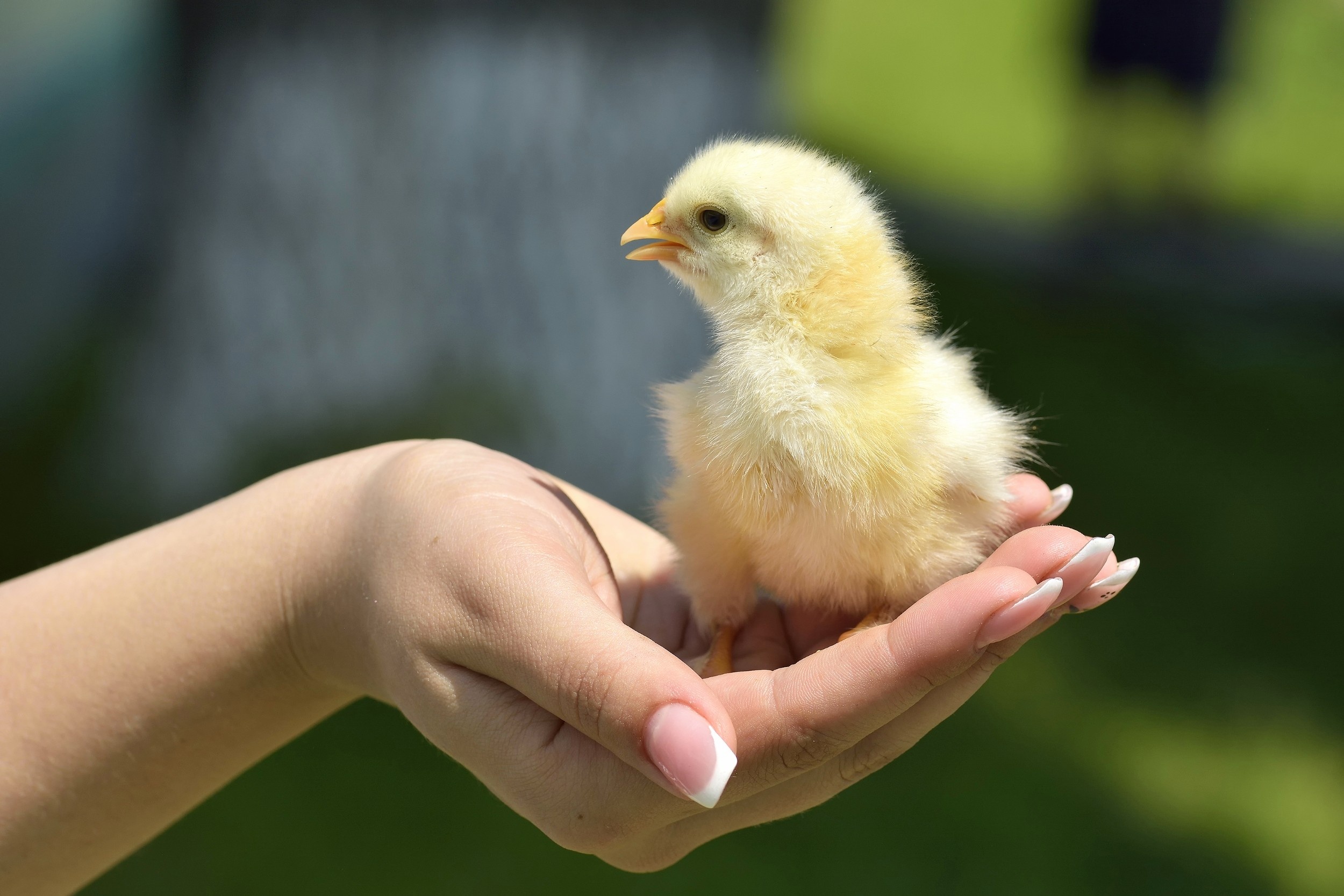Gentle human touch triggers positive emotions in baby chicks