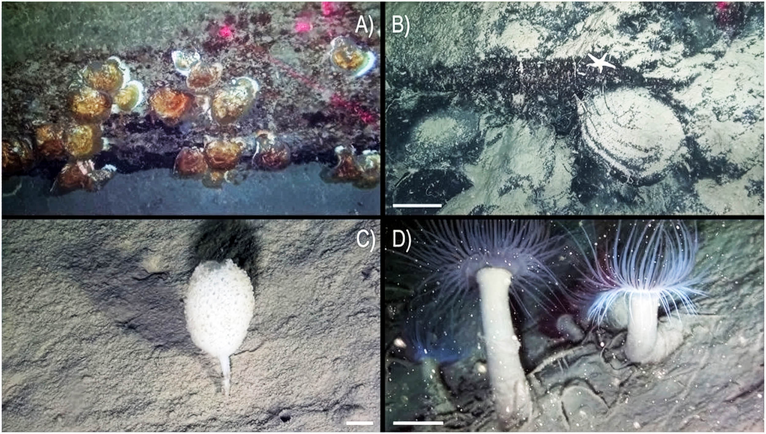 Scientists find a hidden and untouched coral reef in a deep canyon