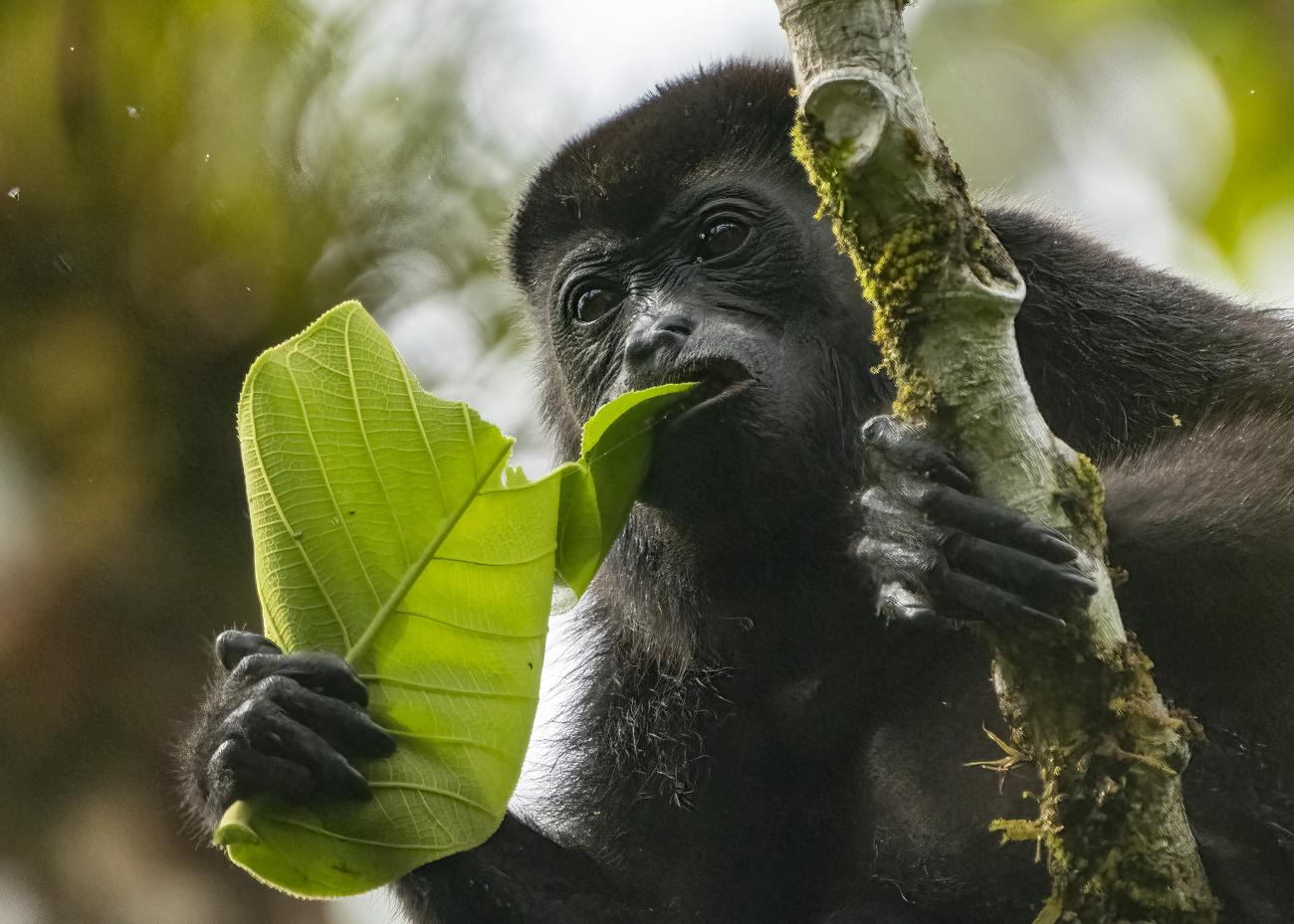 Howler monkeys began eating leaves 13 million years ago, changing primate history
