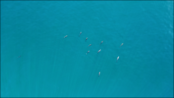 Rare porpoise mating behaviour captured by drones off Shetland