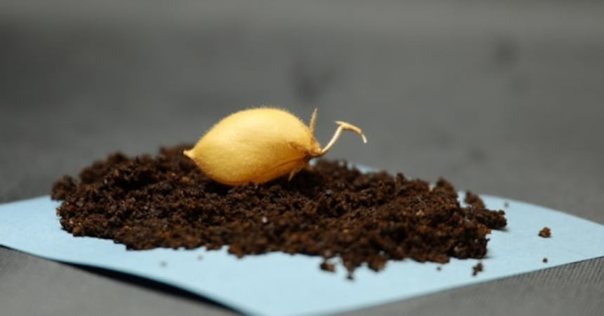 Chickpeas Grown in Simulated Lunar Soil – 조선일보