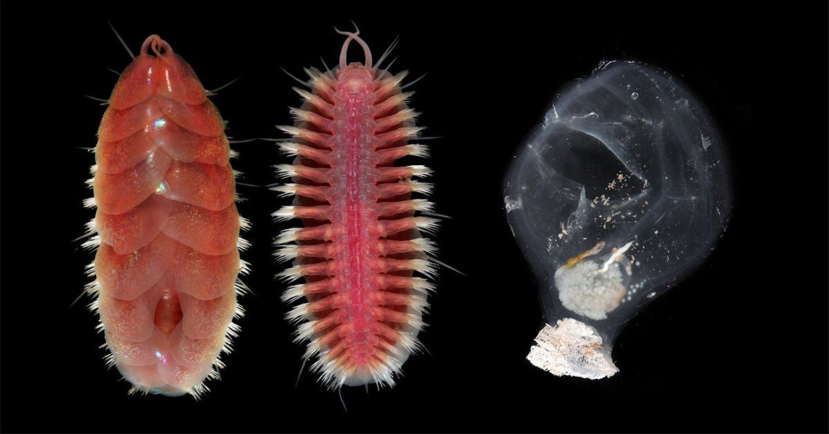 Two Scripps-Named Marine Species Make Top 10 List