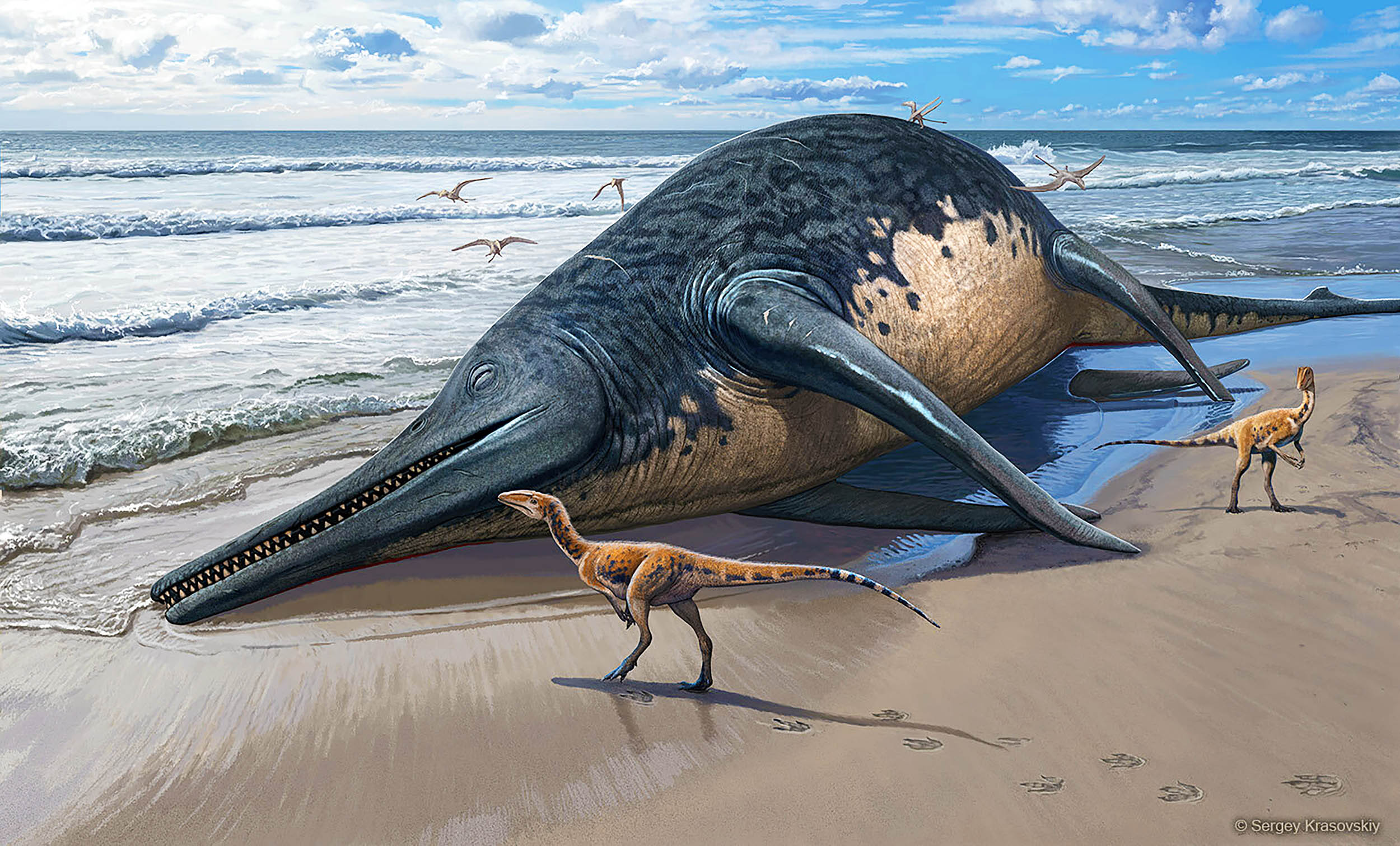 Largest-ever marine reptile discovered by an 11-year-old girl
