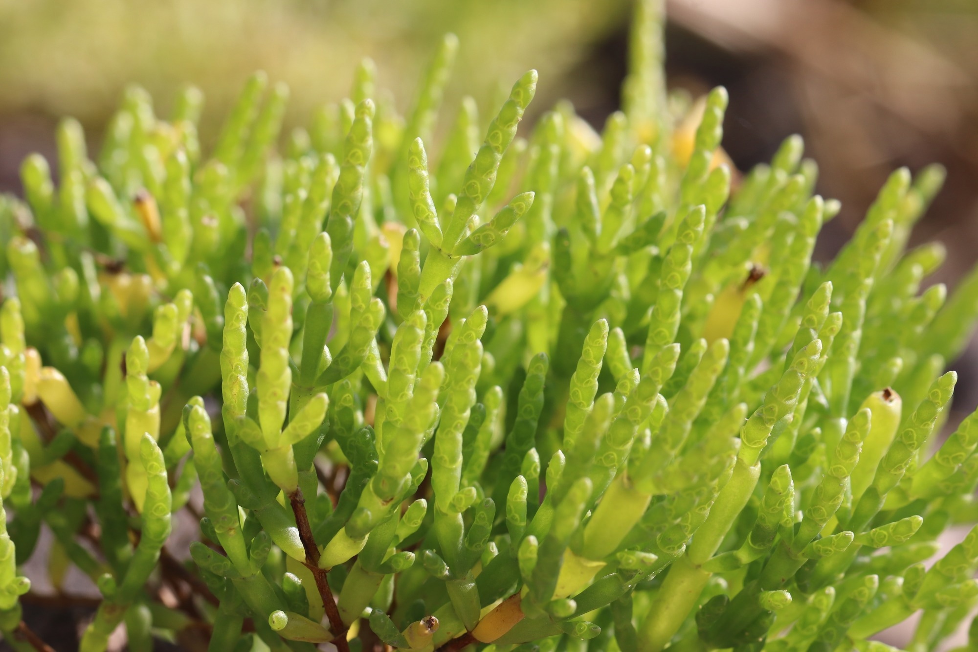 What Is Salicornia? Health Benefits, Nutrition Facts, and Salt Substitute Potential