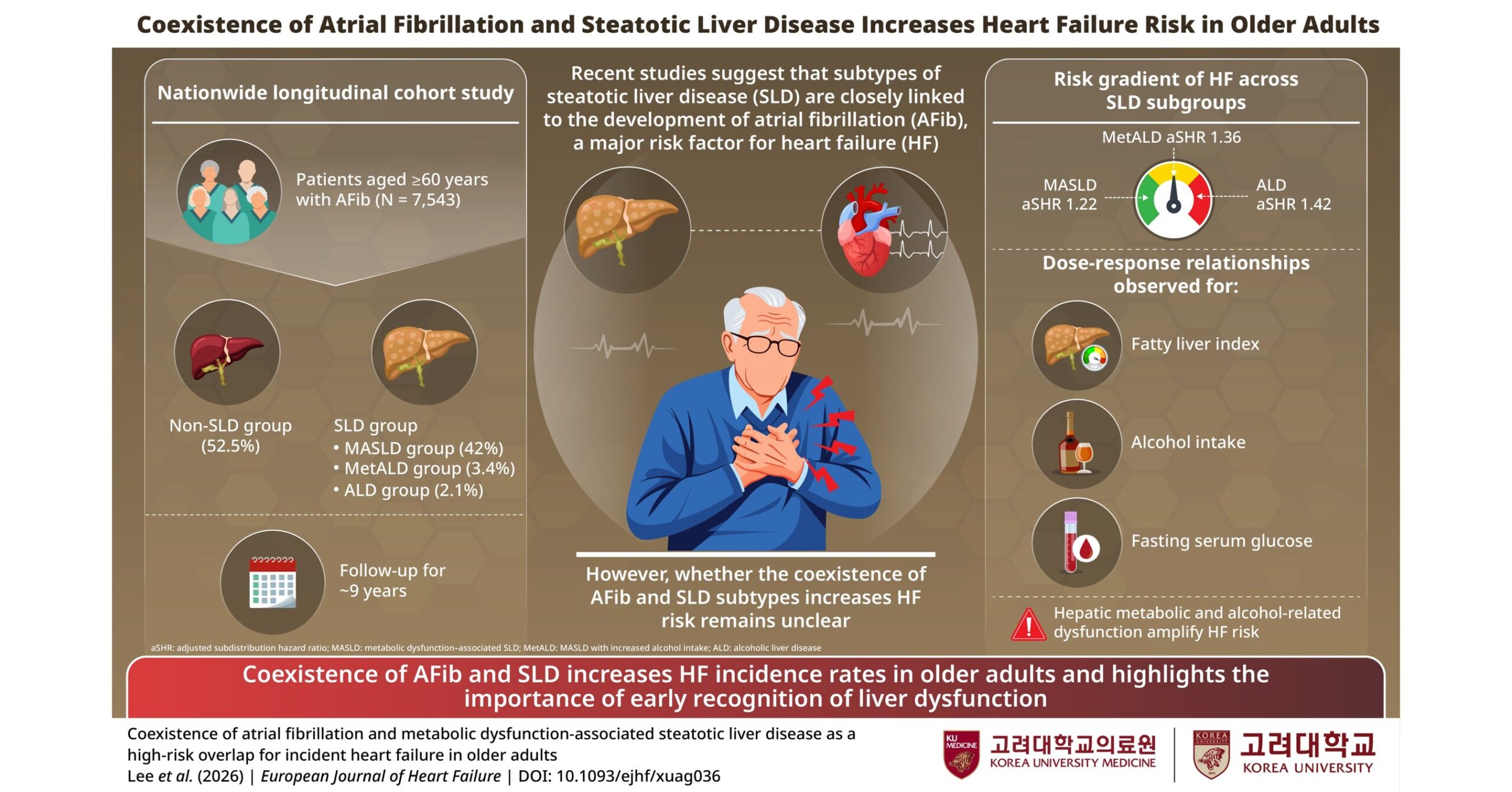 Korea University Study Identifies Liver-Metabolic Disease as a Key Risk Factor for Heart Failure in Older Adults with Atrial Fibrillation