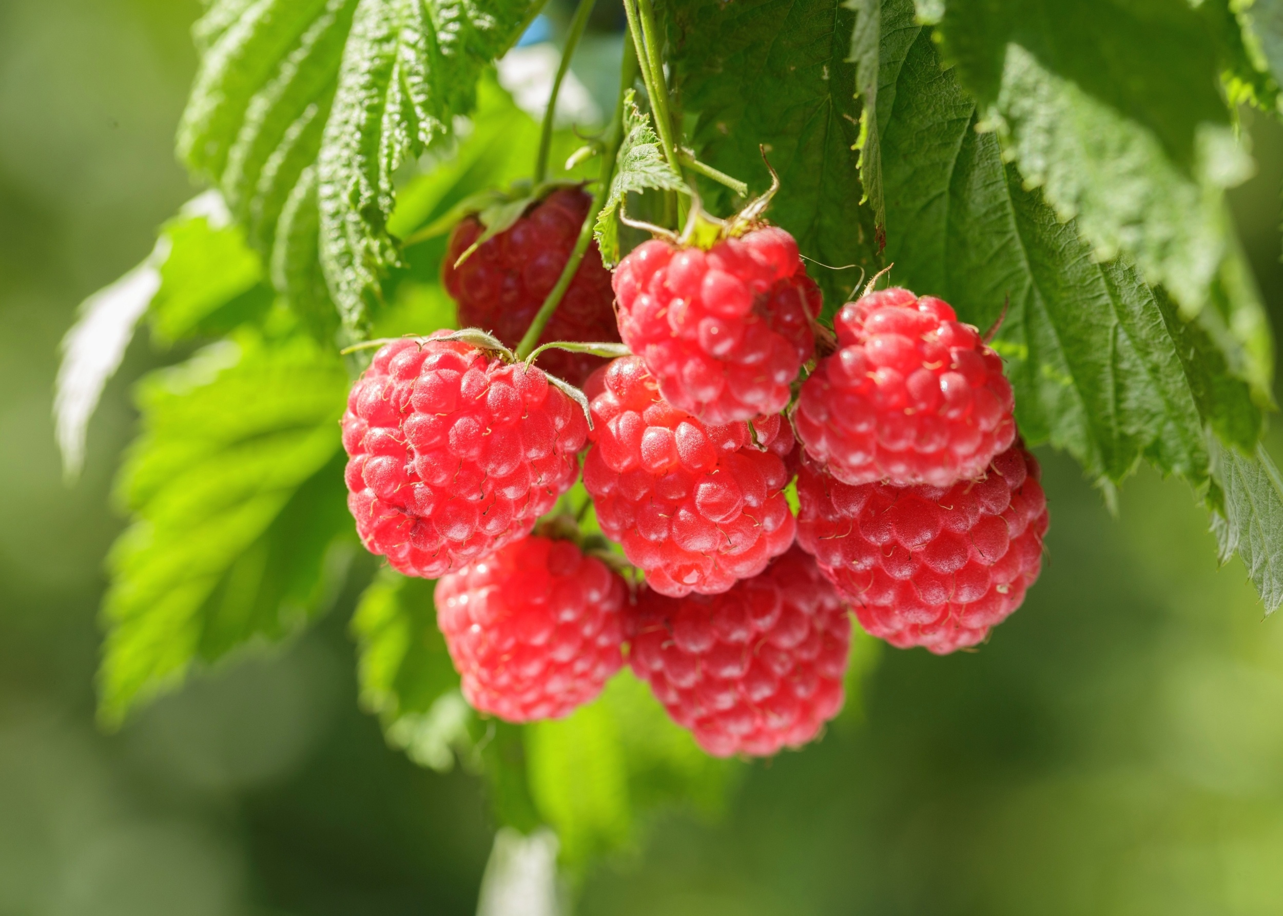 Brain scans reveal diet linked to slower brain aging