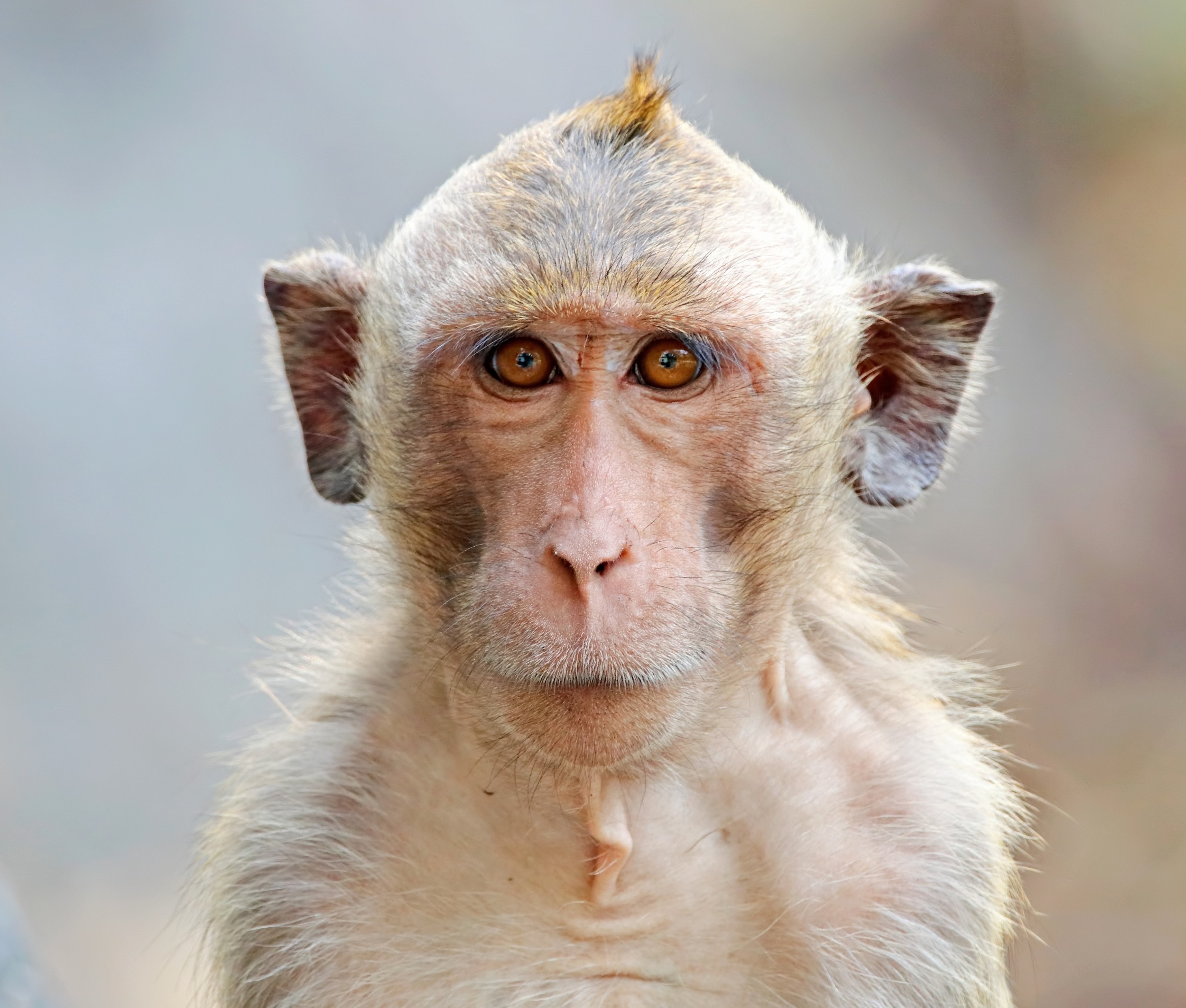 Socially tolerant monkeys have larger emotion centers in the brain