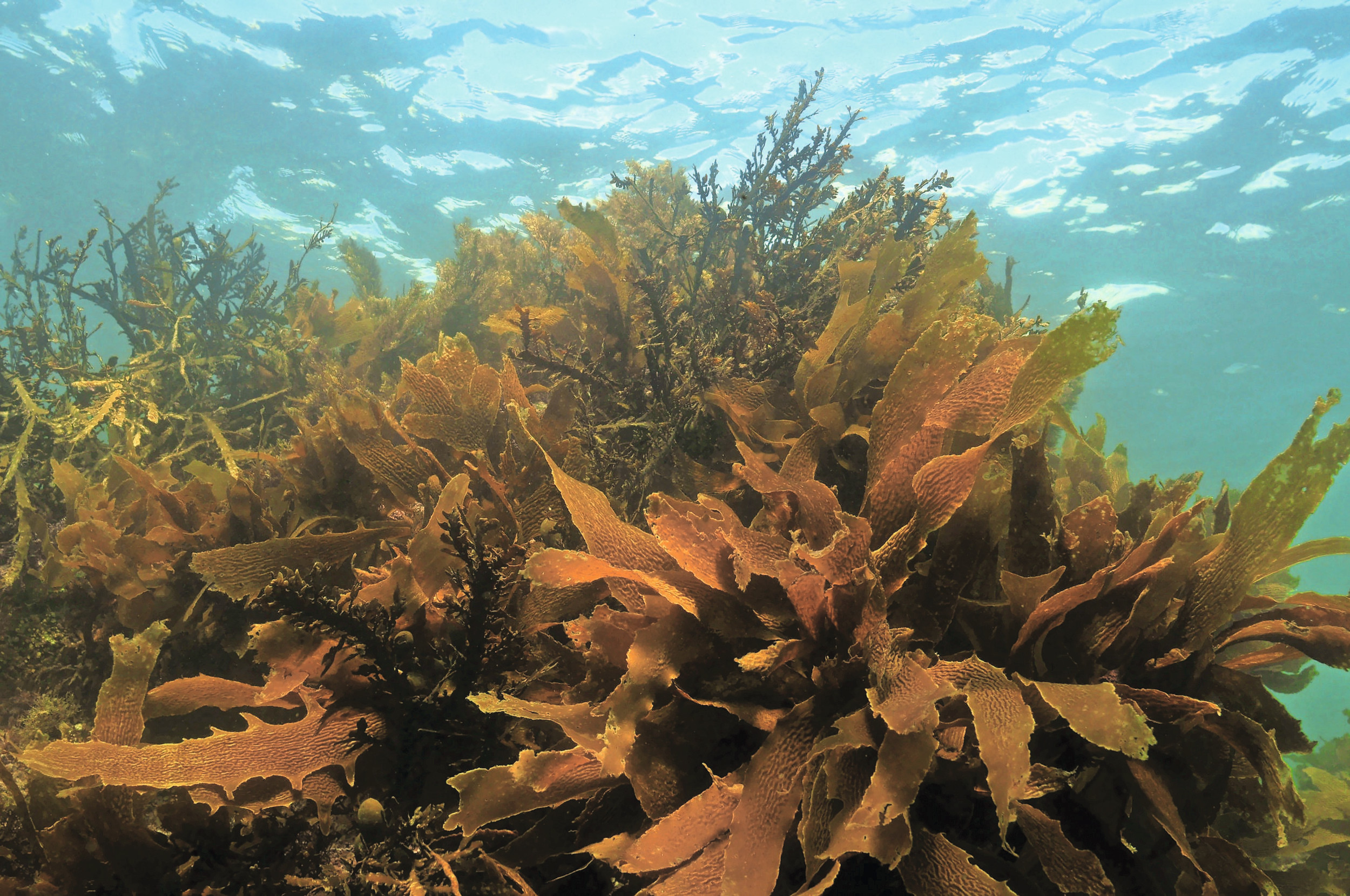 Brown algae extracts show strong antioxidant potential