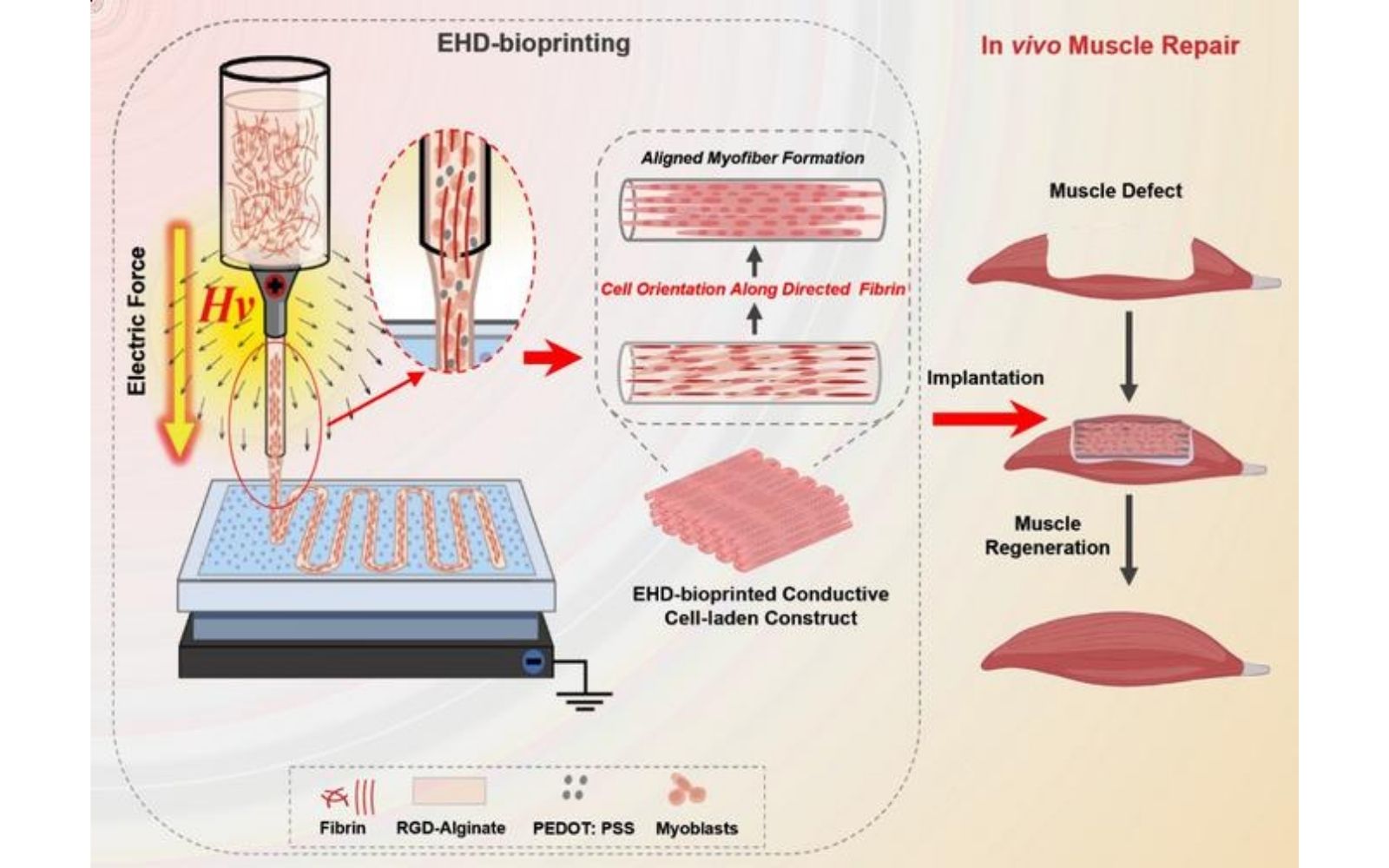 Xi’an Jiaotong University team bioprints aligned skeletal muscle tissue using electric fields | VoxelMatters