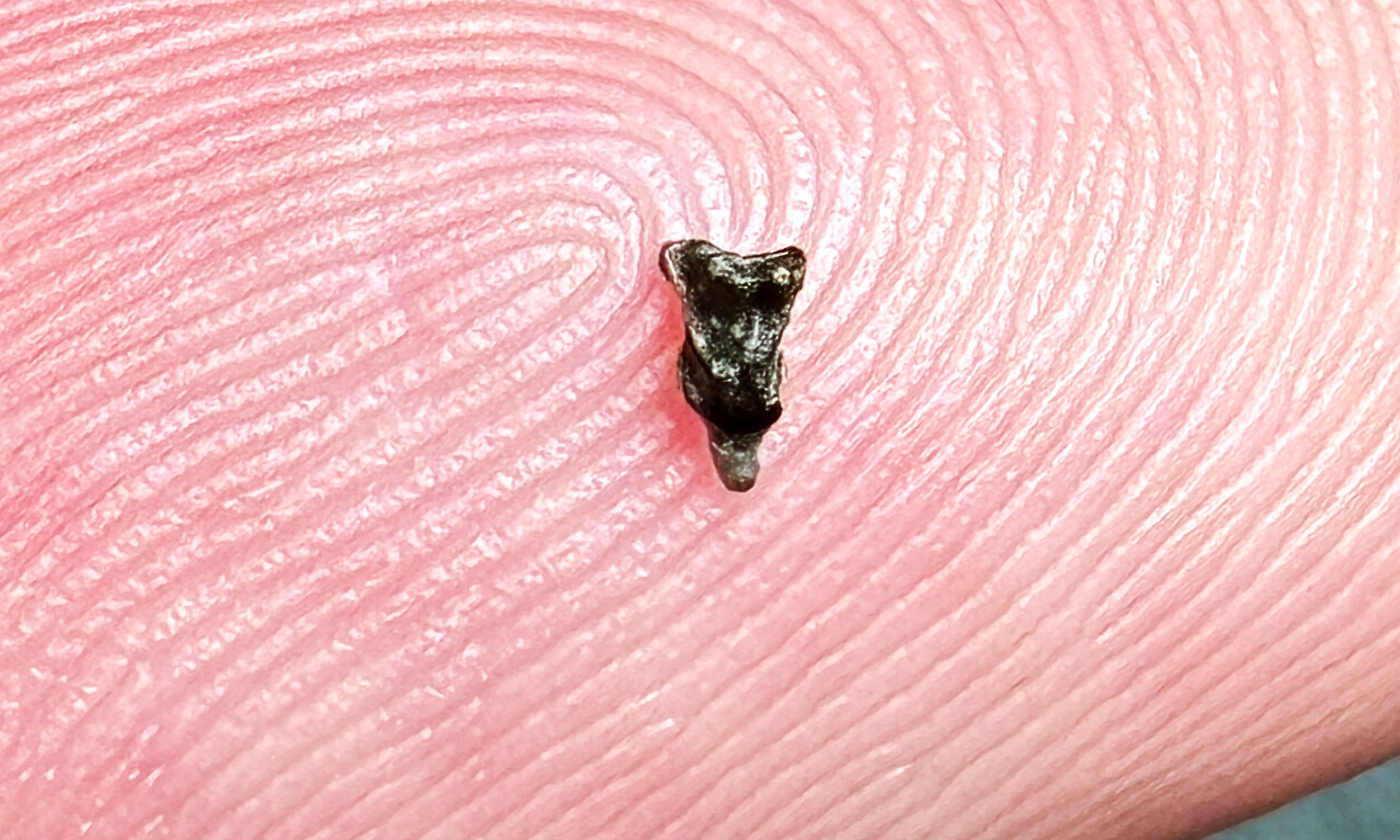 Tiny fossil teeth deepen the debate about early primate evolution