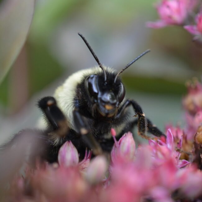 Queen bumblebees can survive a week underwater
