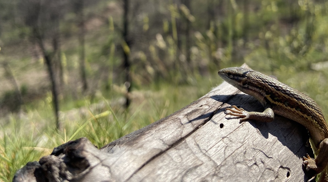 Mediterranean lizards lighten coloration to cope with wildfire heat