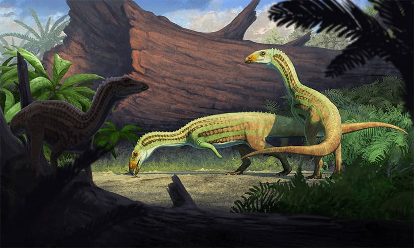 Ancient Poodle-sized Crocodile Relative Walked on Two Legs as It Grew Up