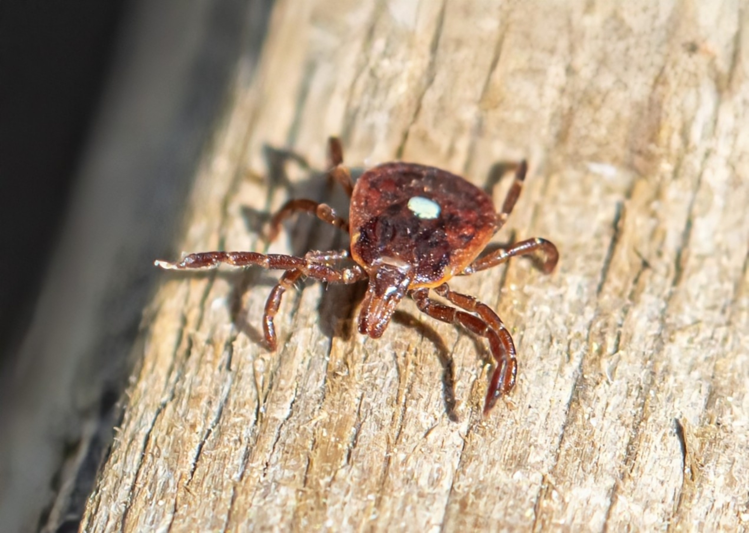 Ticks can survive inside homes longer than expected