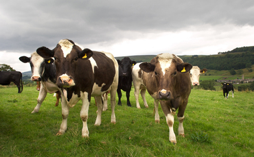 More bluetongue-related abortions and birth defects reported on farms – Farmers Guardian