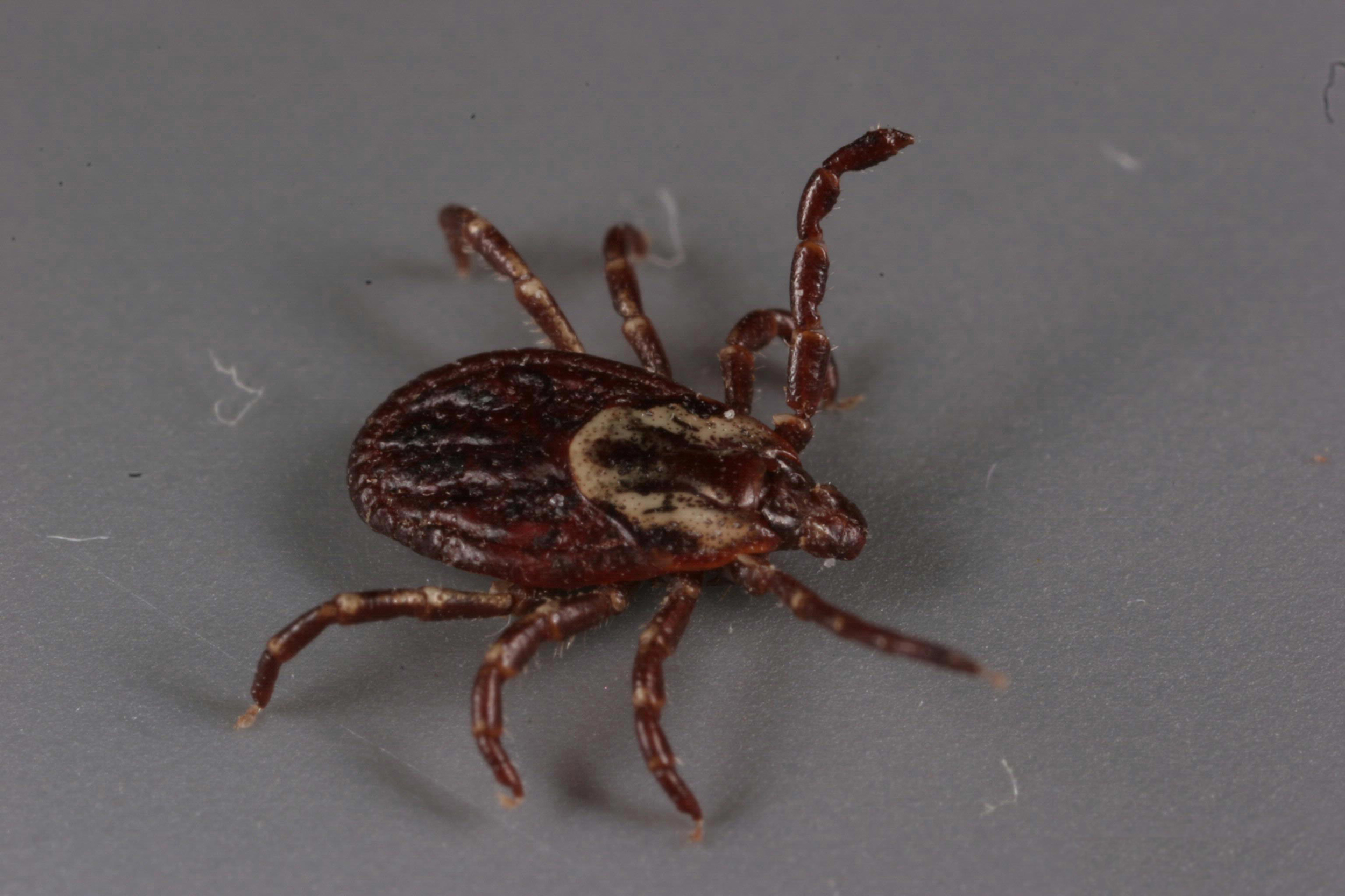 Lemon Eucalyptus Oil Effective as Tick-Repellent Fabric Spray, Study Shows