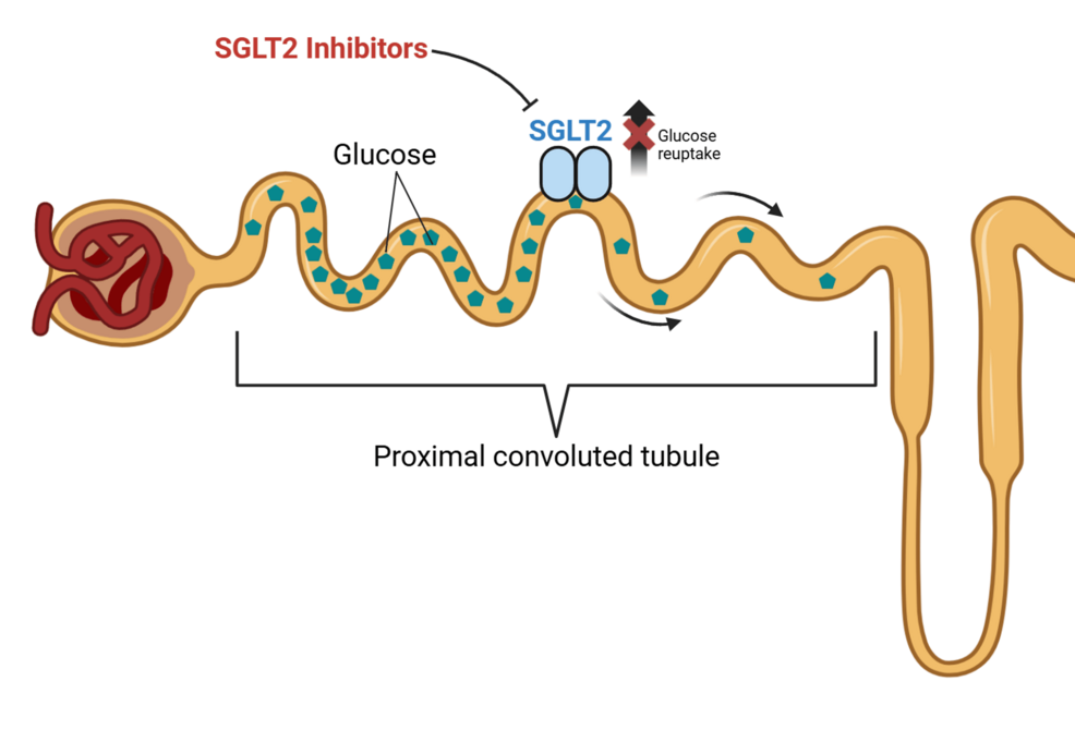 Beyond Glucose Control: A Comprehensive Review of Sodium-Glucose Cotransporter 2 (SGLT2) Inhibitors in Heart Failure, Chronic Kidney Disease, and Nonalcoholic Fatty Liver Disease