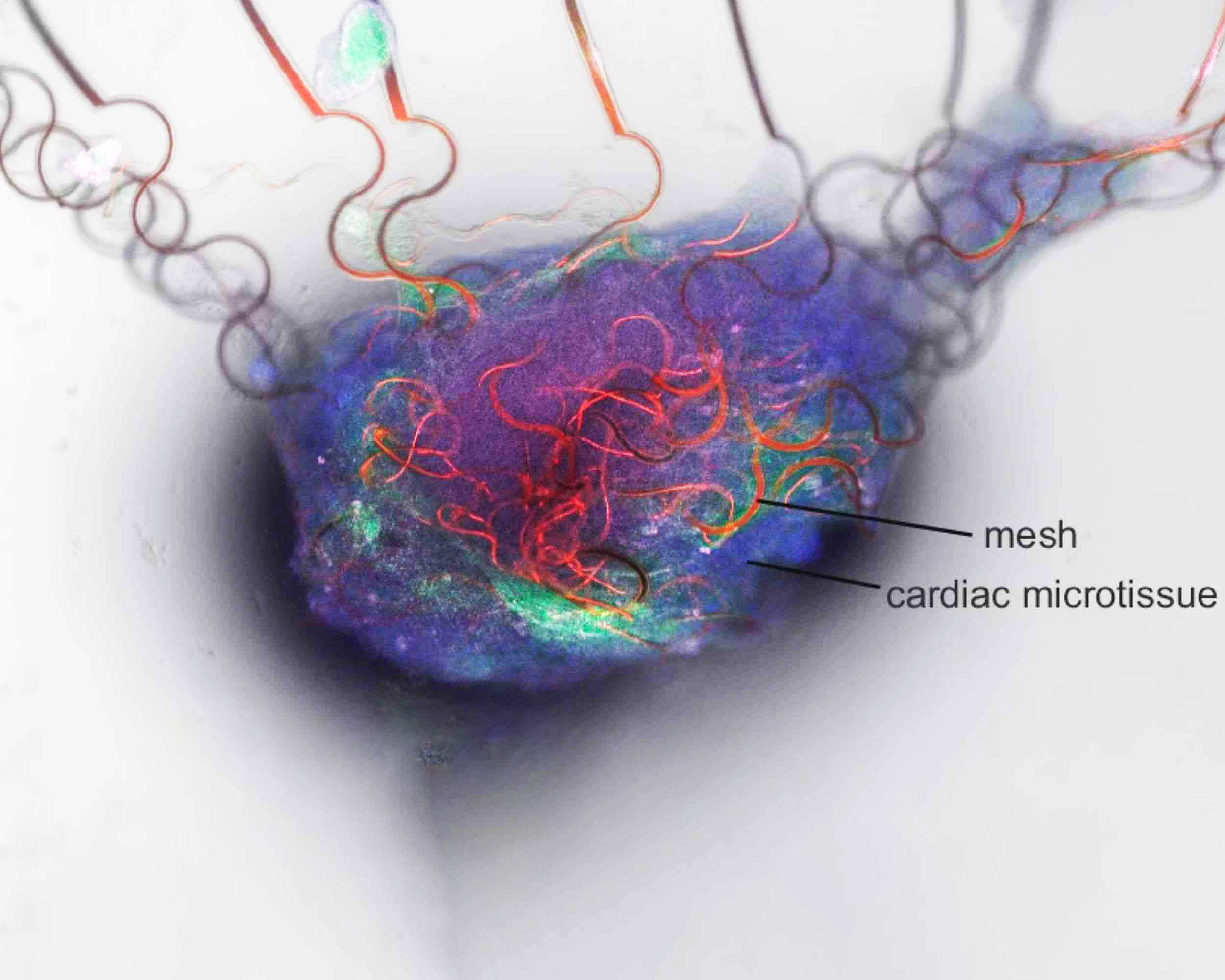 Artificial neuron is capable of communicating with the human brain