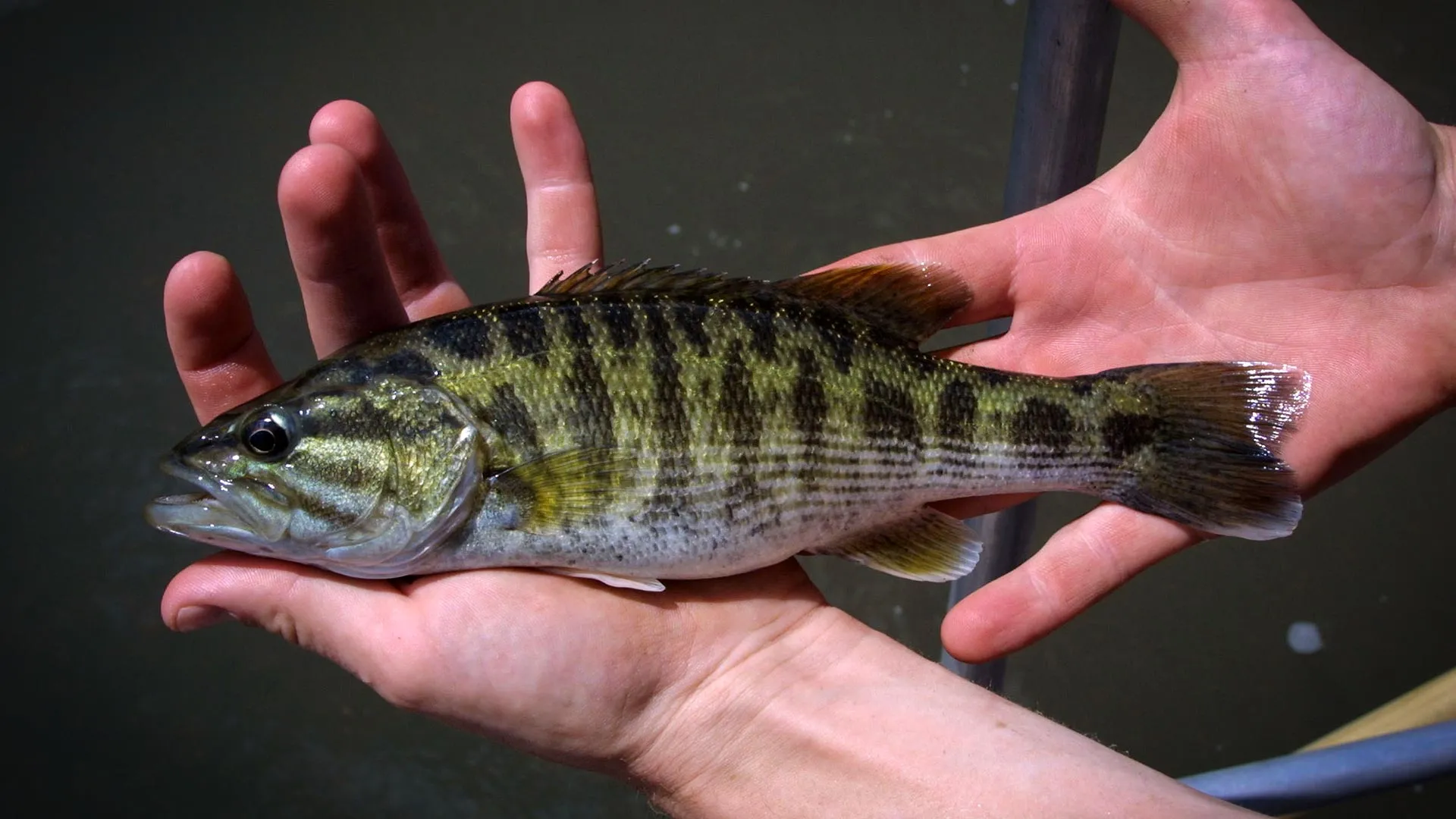 DNA reveals two new bass species hidden in plain sight
