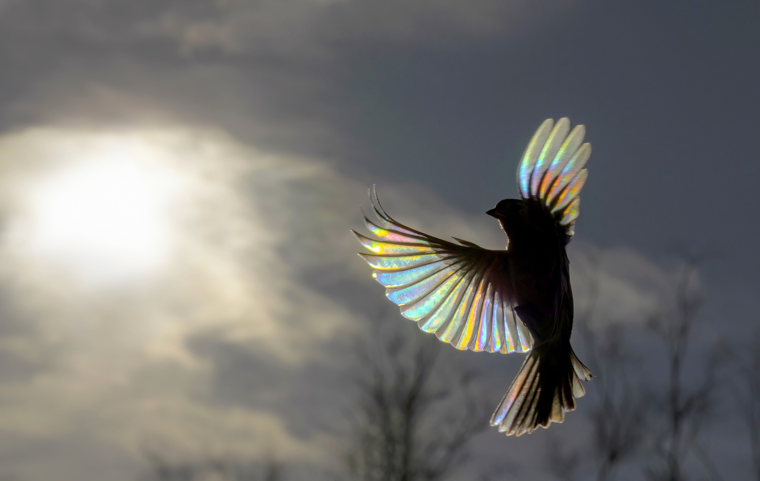 Bird feathers can cool off by sending body heat into space