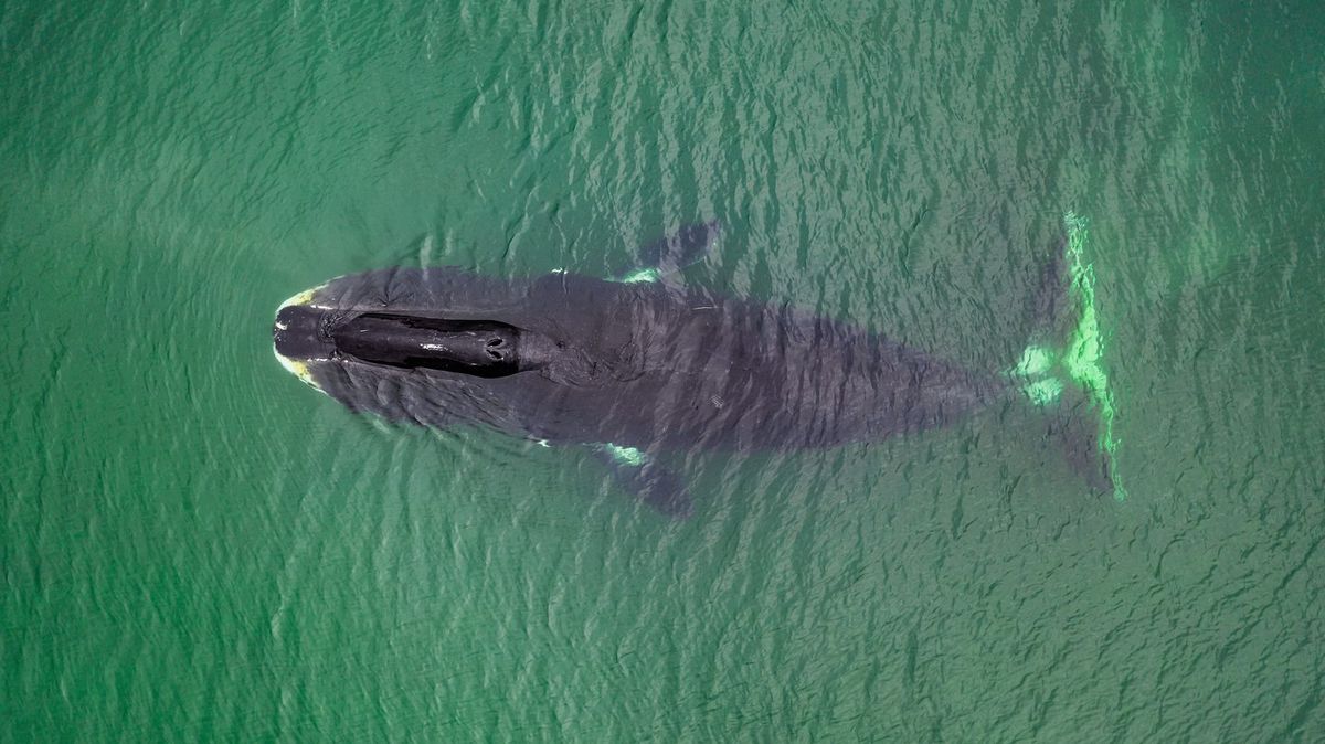 Scientists discover protein in whales that could help humans live up to 200 years