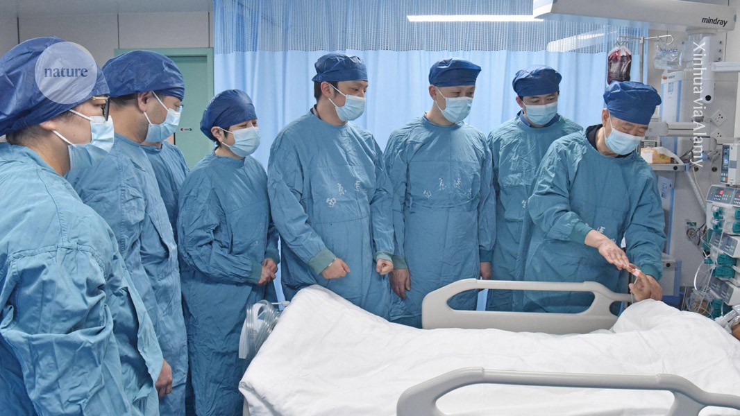 Genetically modified pig liver keeps man alive until human organ transplant