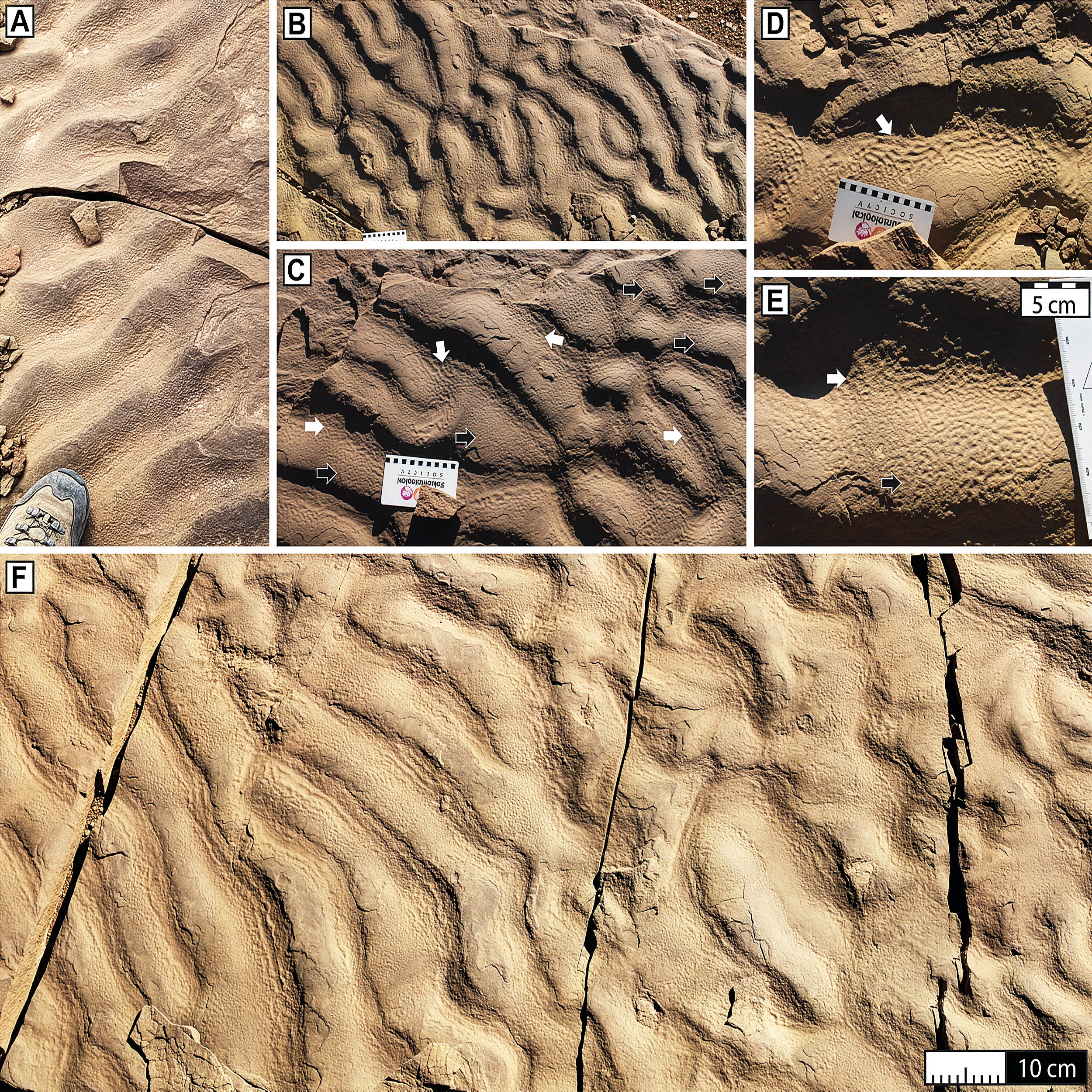Deep sea microbial life signatures found in a very unexpected place