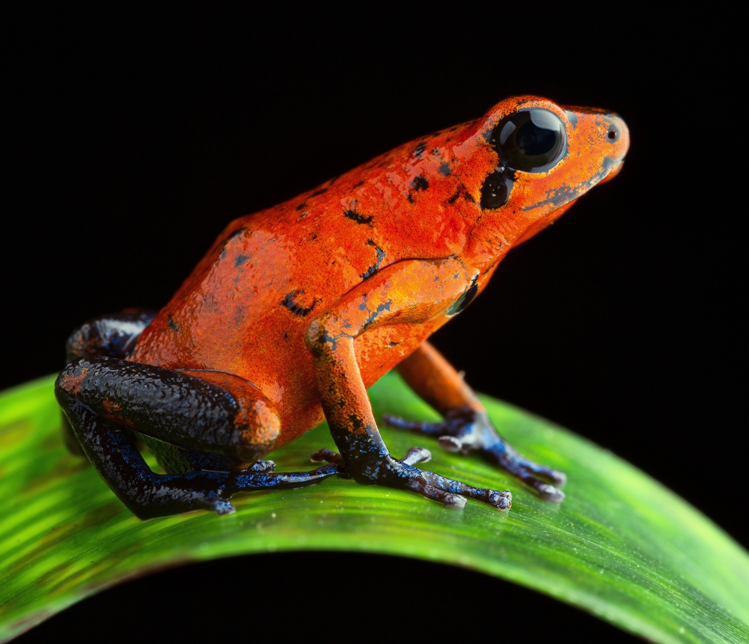 Wasps and frogs evolved identical pain toxins independently