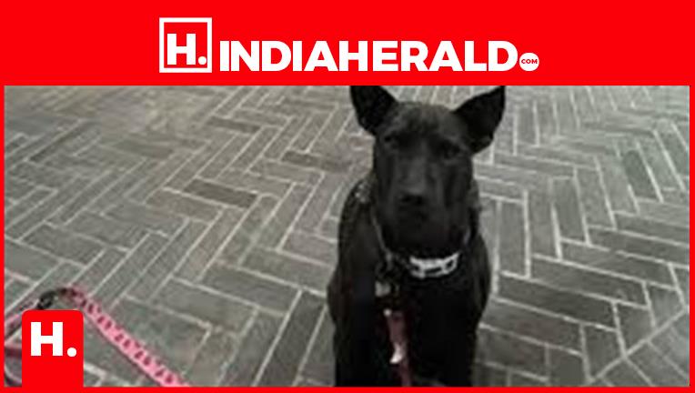 How AI Helped Save Dog, Impres