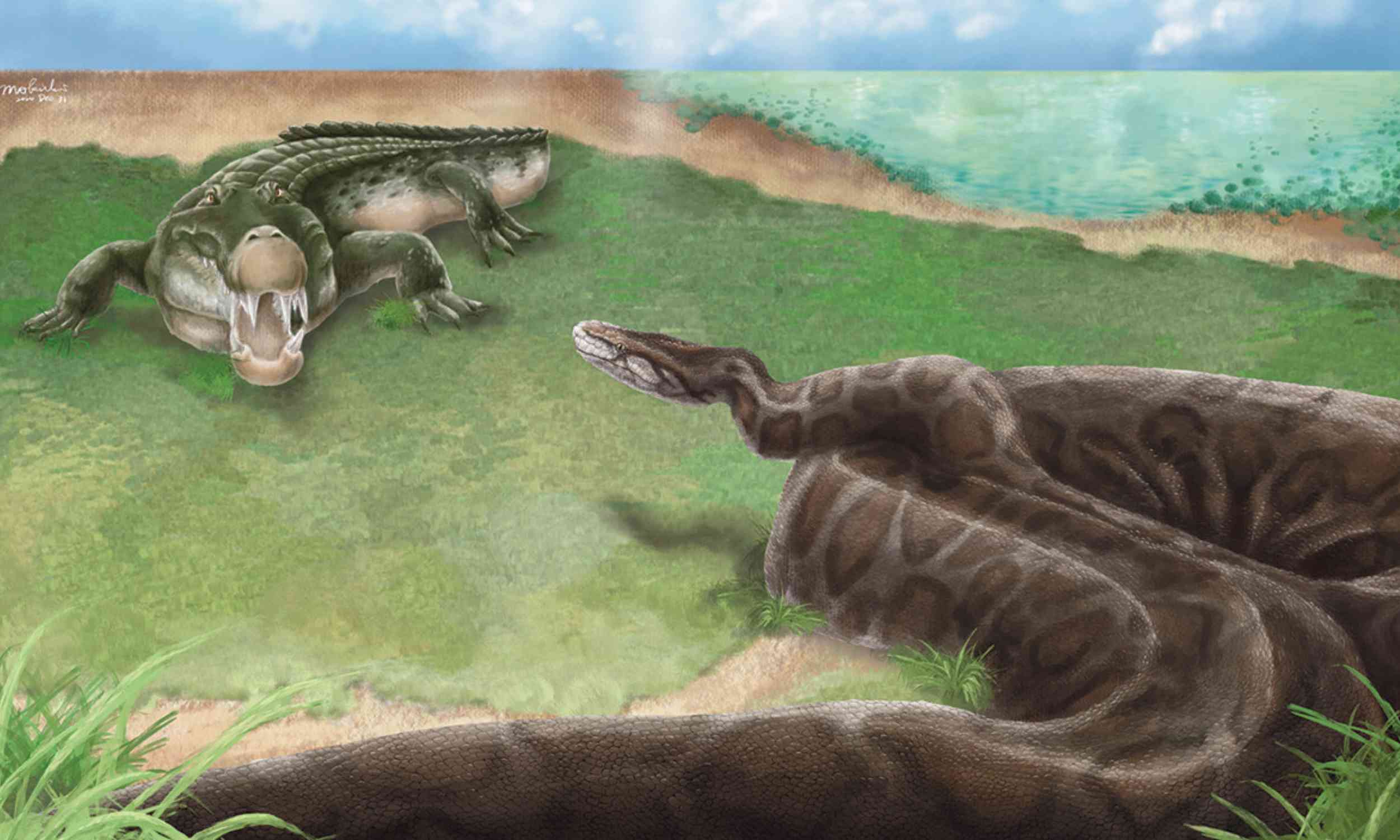 Giant python snake species over 13 feet long discovered in Taiwan