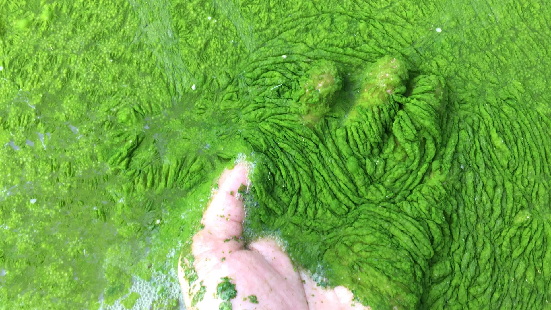 Scientists discover tiny ocean fungus that kills toxic algae