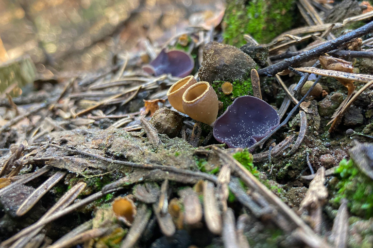 How “Fire Fungi” Help Put Burnt Landscapes Back Together