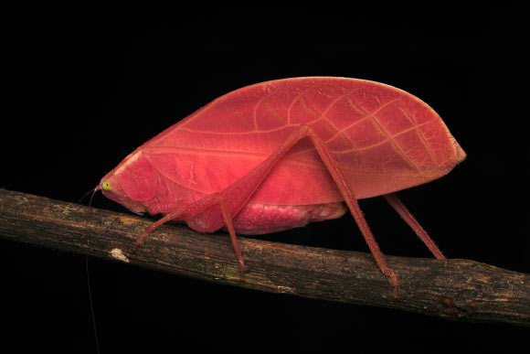 Tropical Bush Cricket’s Hot-Pink Phase May Be Nature’s Perfect Disguise