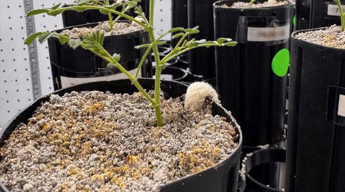 With lunar missions looming, scientists grow chickpeas in ‘moon dirt’