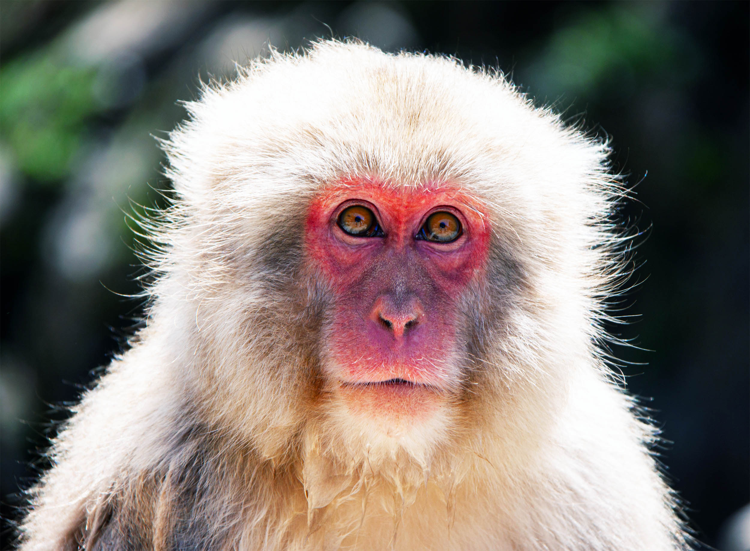 Macaques have a special ability thought to be uniquely human