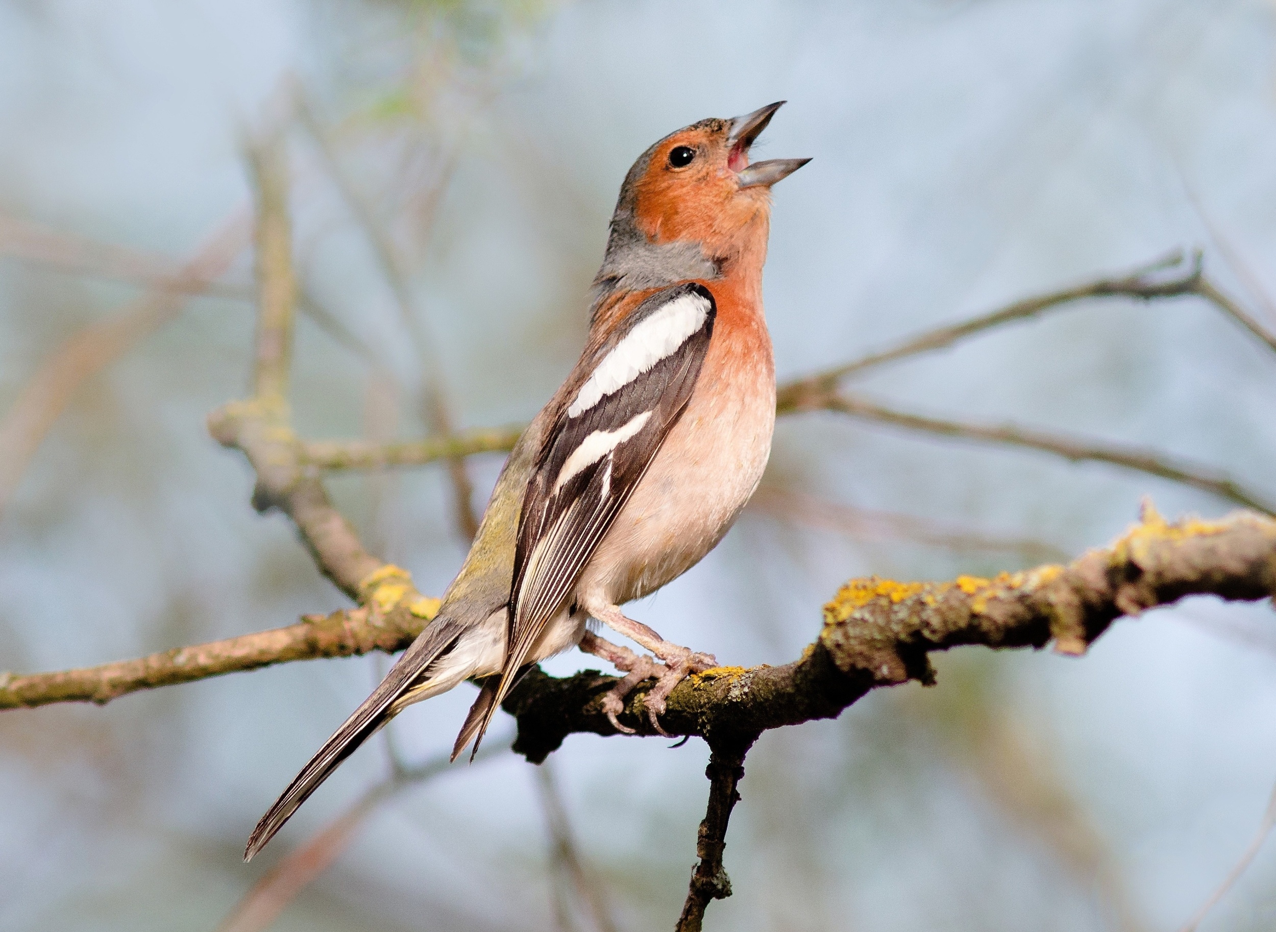 Humans and animals prefer the same mating sounds