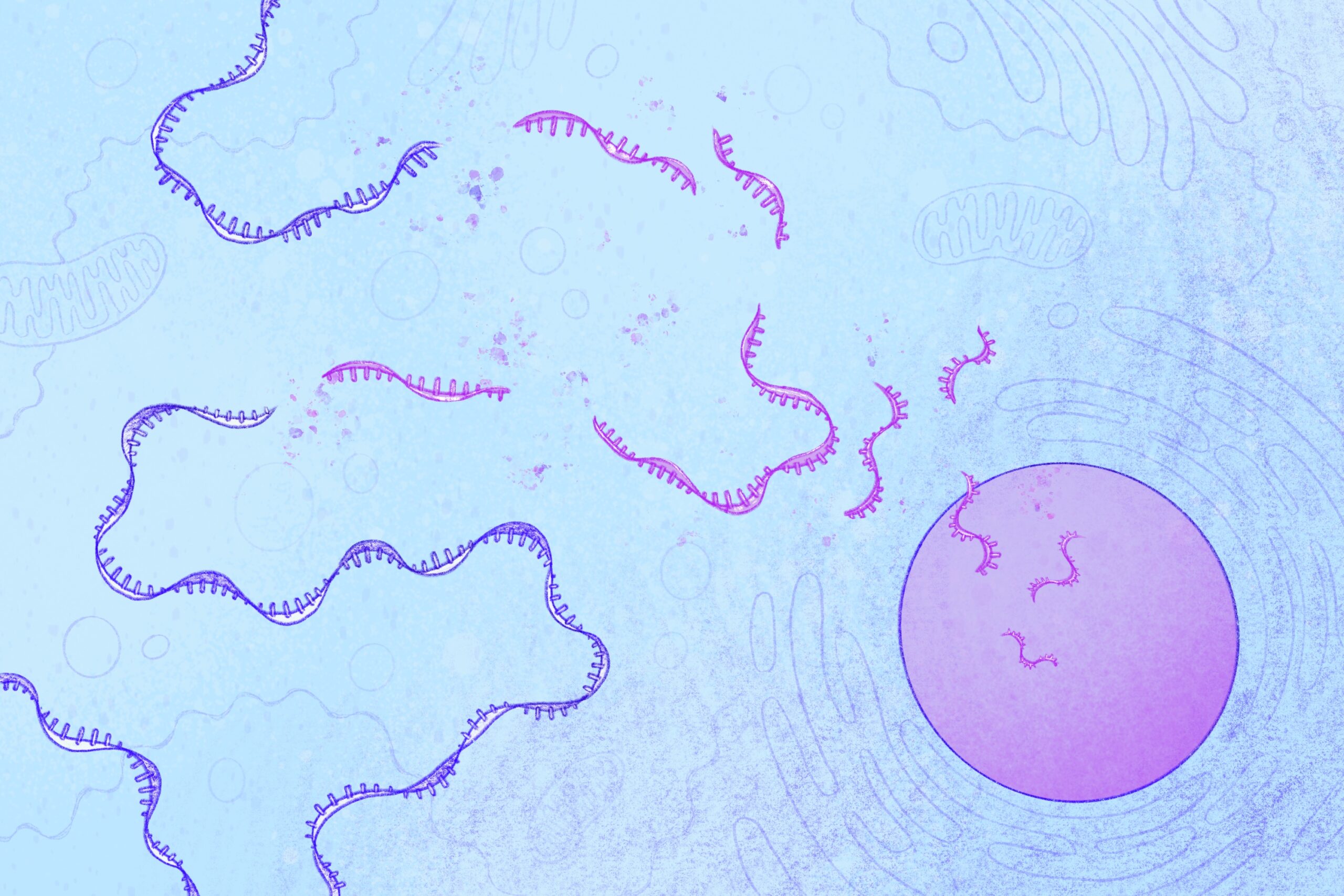 New insights into a hidden process that protects cells from harmful mutations | MIT News