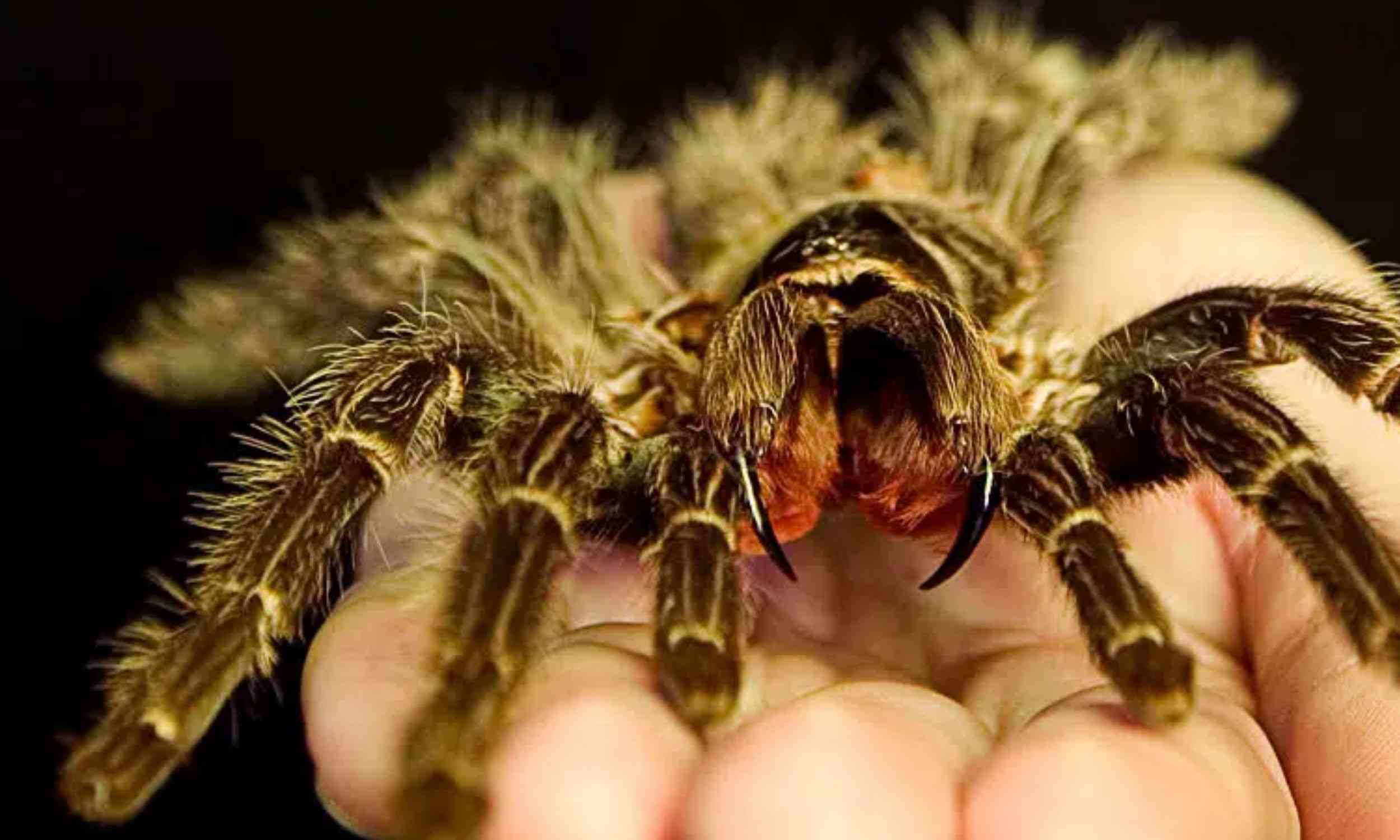 Giant spider returns after successful nature reclamation project