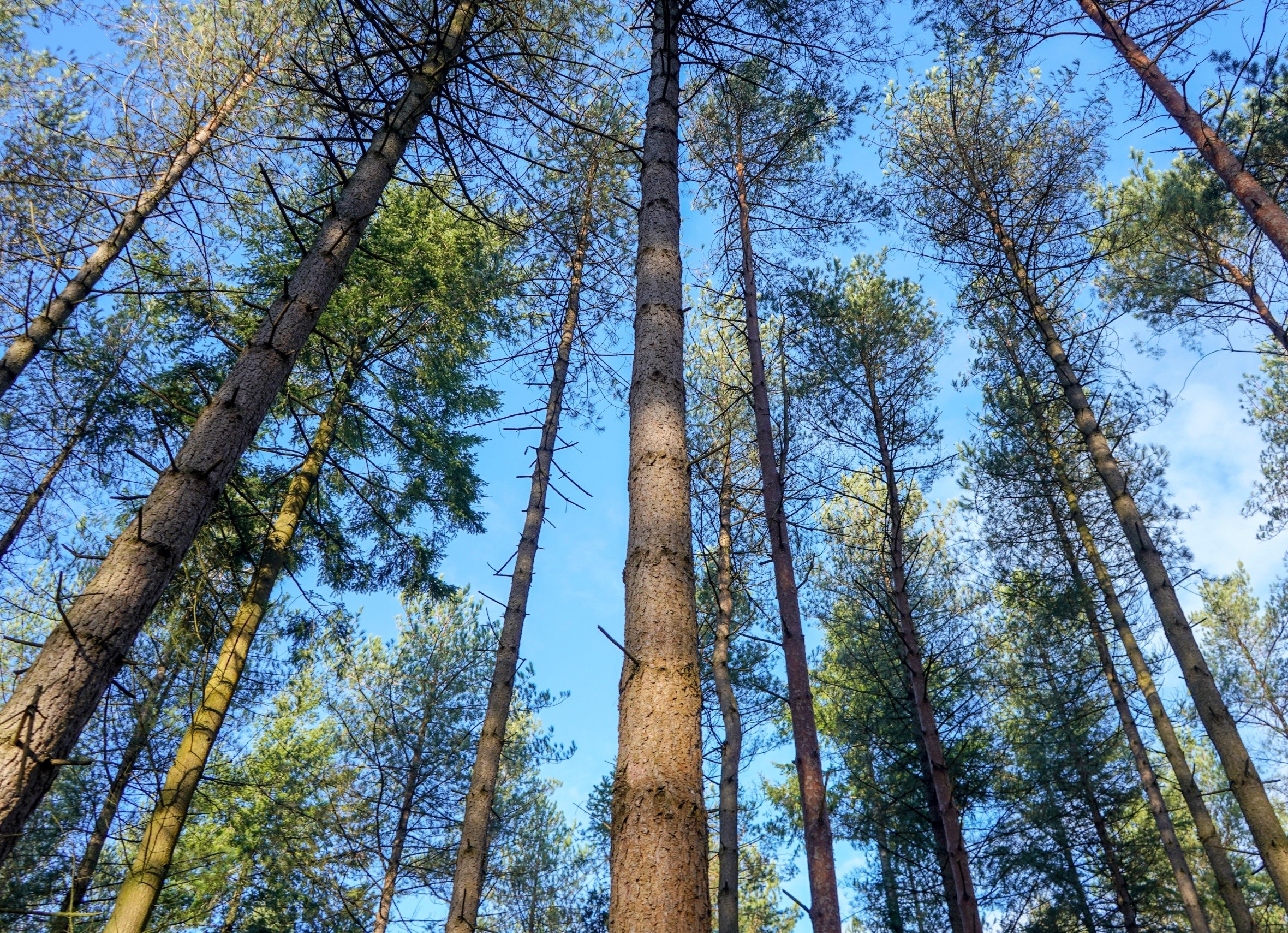 Old-growth forests hold far more carbon than managed forests