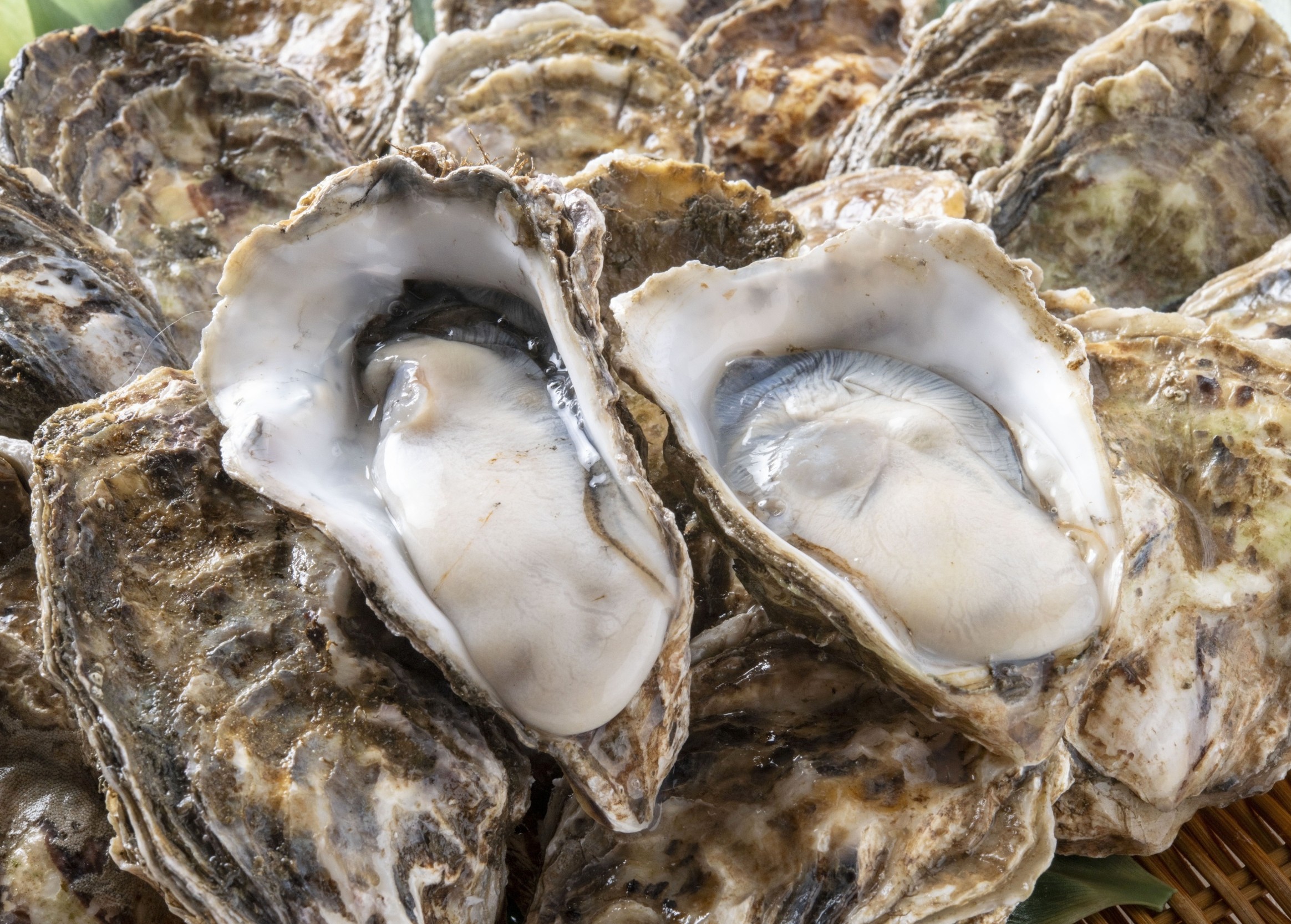 Oyster microbes may help build shells in a changing ocean