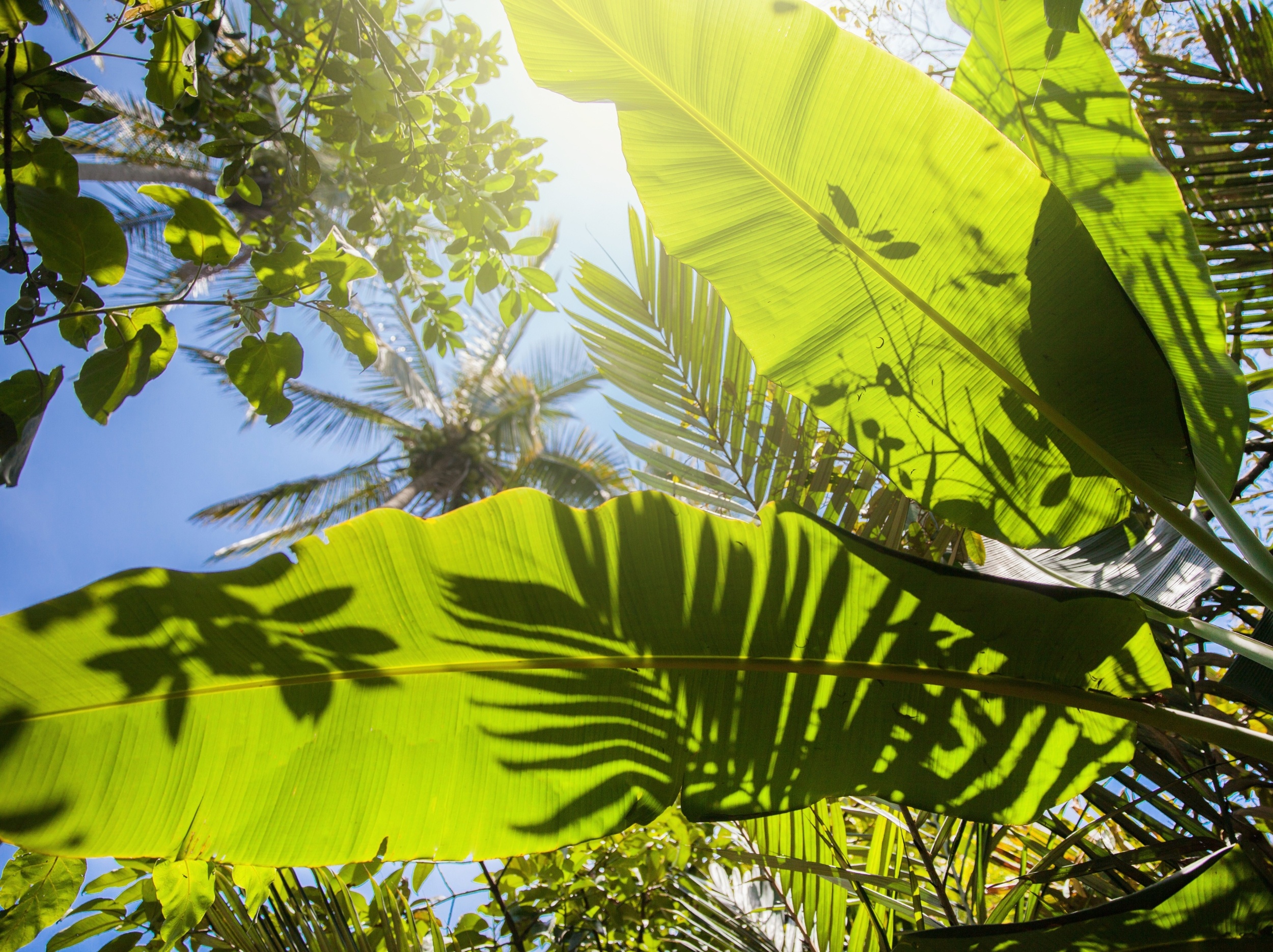 Plants can stop growing within minutes to survive sudden stress