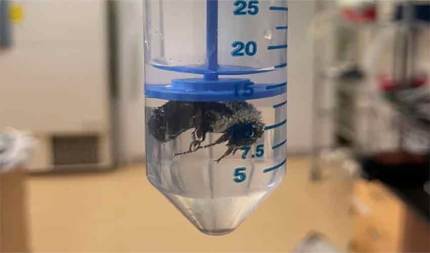 Queen bees can survive underwater up to week – samaa tv